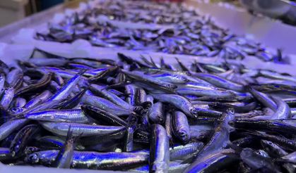 Hamsinin kilogramı 50 liraya satılıyor