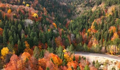 Karabük ormanlarında sonbahar renkleri