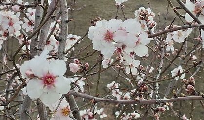 Beypazarı’nda badem ağaçları vaktinden önce çiçek açtı