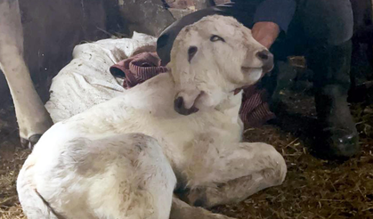 Çift başlı buzağı dünyaya geldi