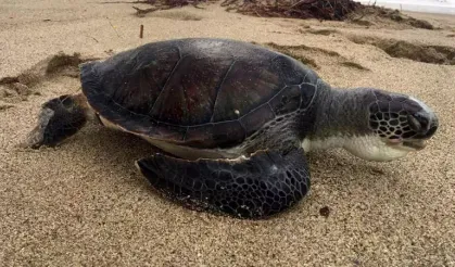 Kuşadası’nda 4 deniz kaplumbağası daha ölü bulundu