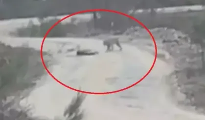 Vaşak, yaralı karacayı yerken görüntülendi