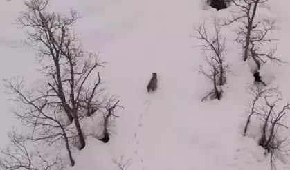 Tunceli'de karlı dağlarda gezinen vaşak, dronla görüntülendi