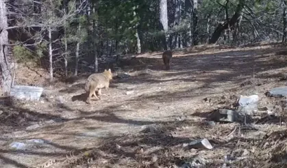 Ormanda dolaşan çakallar fotokapanla görüntülendi