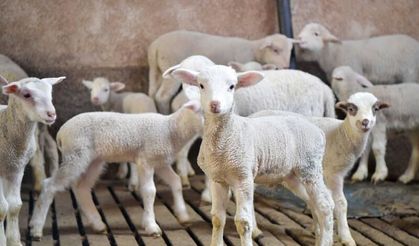 ABB kırsaldaki üreticiye can suyu olacak