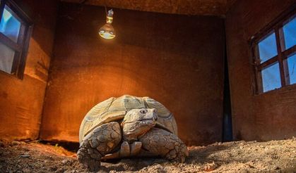 Doğal Yaşam Parkı'nın en yaşlı üyesine 'arkadaş' aranıyor