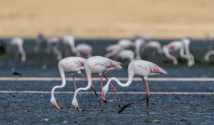 Flamingolar Tuz Gölü'ne gelmeye başladı