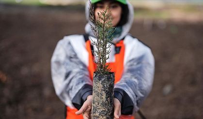 Türkiye'de bu yıl 600 milyon fidanın toprakla buluşturulması hedefleniyor