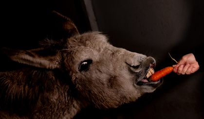 Yaralı bulunan eşek "Garip" tedavinin ardından bakım merkezinin maskotu oldu