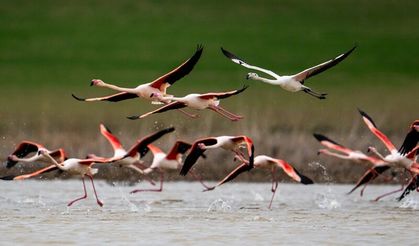 Başkentin zarif misafirleri