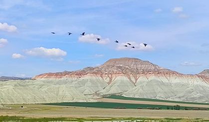 Nallıhan Kuş Cenneti göçmen kuşlarla şenlendi