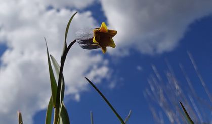 Çankırı'da çiçek açan "mahcup lale" güzel görüntü oluşturdu