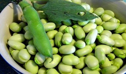 Bakla mevsimi geldi: Şifa deposu sofralarda yerini alıyor