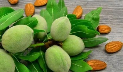 Baharın müjdecisi: Çağla tezgâhlarda yerini alıyor