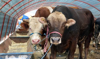 Yakacık Kurban Satış Alanına başvurular başlıyor