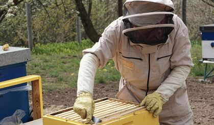 Beypazarı'nda arıcılara hibeli yem desteği yapılacak