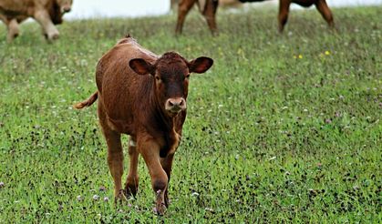 Buzağı ölümlerine “ozon tedavili” çözüm