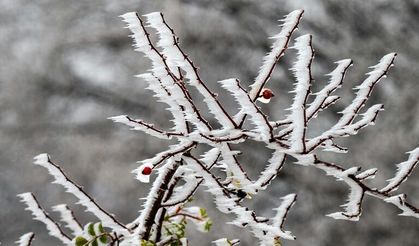 Ankara için zirai don uyarısı: Çiftçiler ve vatandaşlar dikkatli olmalı