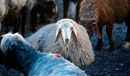 Kurban bağışında "sahte dernek" riski