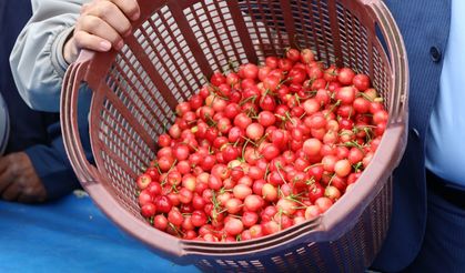 Kiraz hasreti bu sene bitiyor