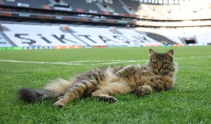 UEFA’dan İstanbul paylaşımı: Kükremeye hazır mısın?