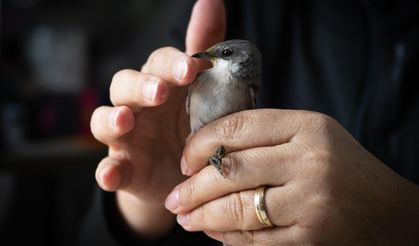 İklim değişikliği göçmen kuşların yolculuğunu etkiledi