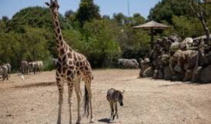 Annesini kaybeden zebra yavrusu 'Gözde’ye zürafalar sahip çıktı