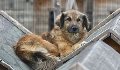 Pet Fellas’tan başkentlilere çağrı: Ücretsiz sahiplen, bir cana yuva ol