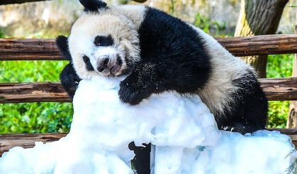 Çin'de panda yavrusu Wang Shu'nun 1’inci doğum günü kutlandı