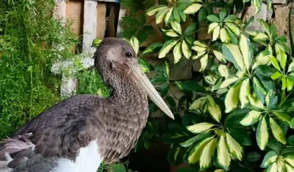 Uçamaz halde bulunan ‘karaleylek’ korumaya alındı
