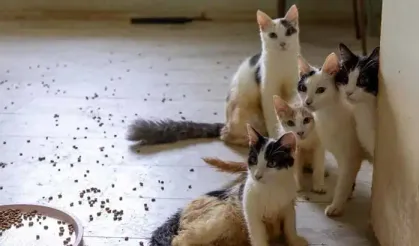 ‘Çöp ev’ ihbarına giden ekipler adreste 100 kedi buldu