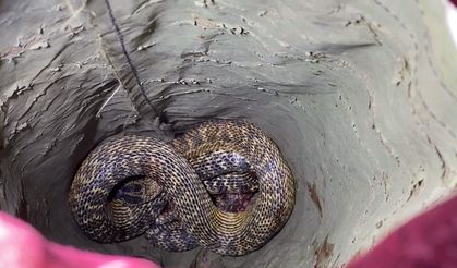 Bursa'da otomobilin motoruna giren yılan itfaiye ekipleri tarafından çıkarıldı