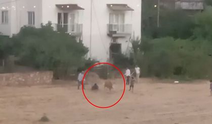 Kaçan inek sahibini yere düşürdü