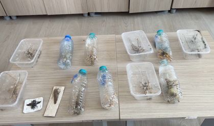 Yabancıların canlı çekirge toplarken yakalanmasına, uzmandan ‘genetik çalışma’ uyarısı