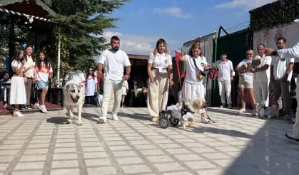 19 köpek sahiplendirilmek için podyuma çıktı