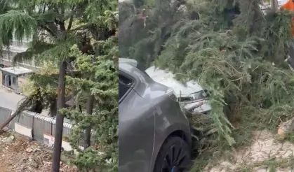 Maltepe’de kesilen ağaç 2 otomobilin üzerine devrildi
