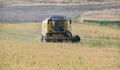 ABB’nin sertifikalı nohut tohumu desteği sonrası hasat başladı