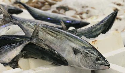 Palamut yeniden menülere girdi, “palamut” aramaları arttı