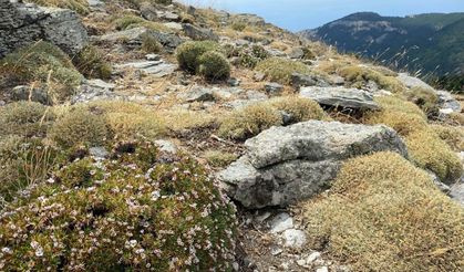 Kaz Dağları'nda yeni bir böcek türü keşfedildi