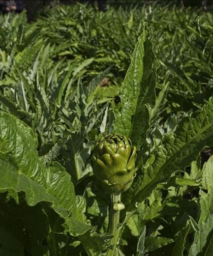 Enginar verimi ocak ve şubat yağışlarıyla arttı