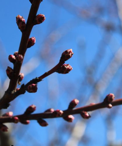 Zirai dondan etkilenen kayısıda bu yıl yüksek verim bekleniyor