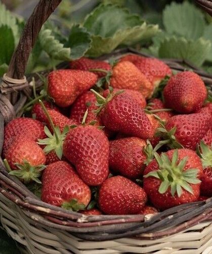 Aşırı yağışlar nedeniyle hasadı geciken Emiralem çileğinde verim arttı