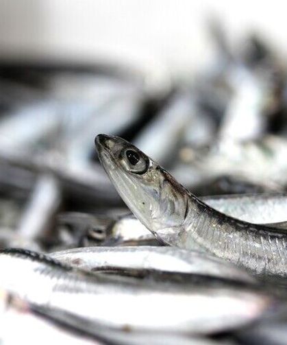 İstanbul'da mart ayında en çok hamsi tüketildi