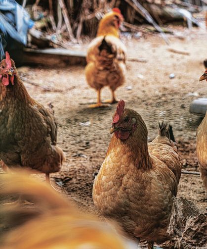 TÜİK açıkladı: Tavuk eti üretimi yüzde 0,3 arttı