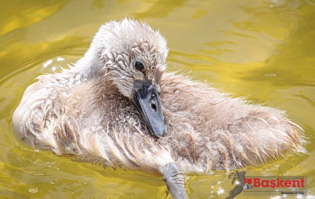 Kuğulu Park'ın yeni üyesi Parla