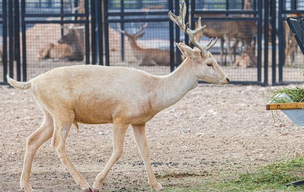 Başkentin sevimli sakinleri ziyaretçilerini ağırlıyor