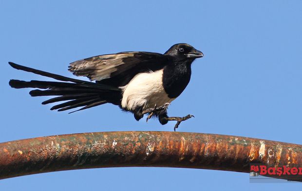 Şehrin Haylaz Kuşları: Saksağanlar