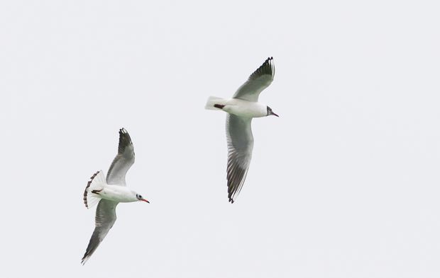 Bozkırın martıları