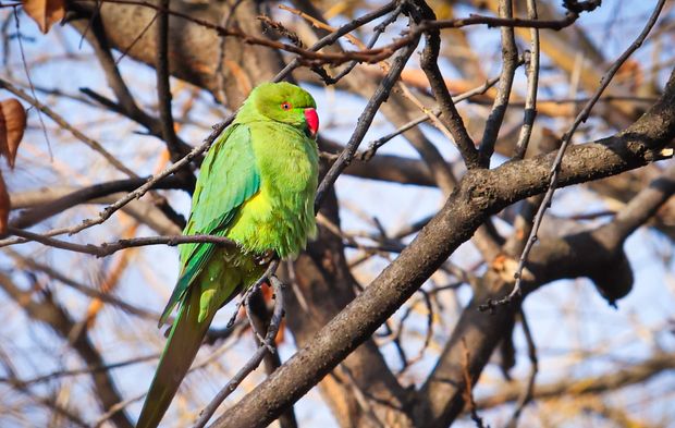 Kurtuluş Parkı’nın tropik sakinleri