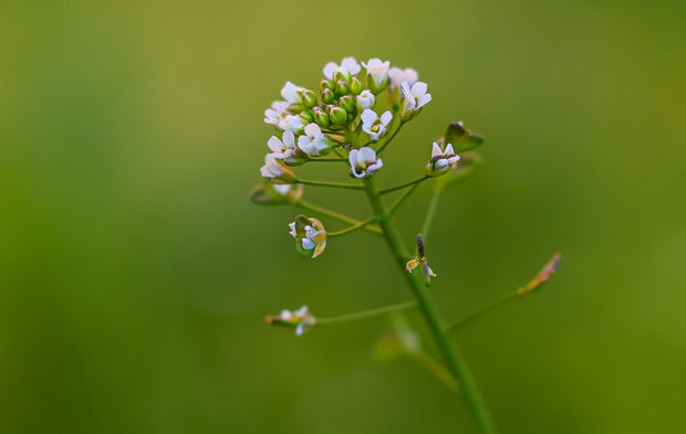 Yol kenarında yetişiyor faydası saymakla bitmiyor
